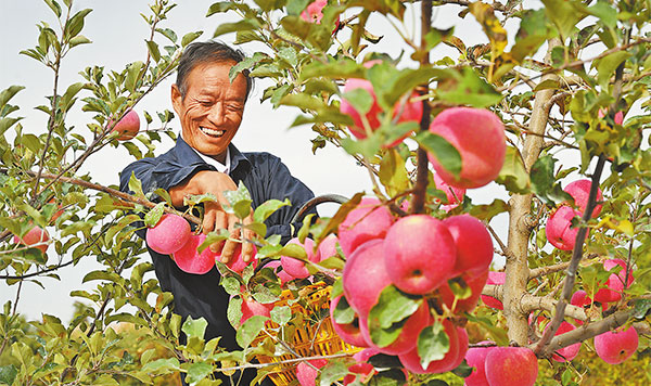 འབྲས་བཟང་སྨིན་པའི་ཀུ་ཤུ་དམར་པོ།