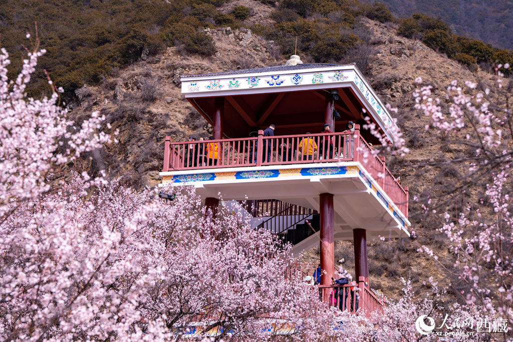 བོད་ལྗོངས་ཉིང་ཁྲིའི་ཁམ་བུ་མེ་ཏོག་རབ་ཏུ་བཞད། 