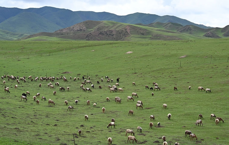 ༄༅།།བསང་ཆུའི་དབྱར་དུས་ཀྱི་རྩྭ་ཐང་དུ་འབྲོག་གླུ་སྙན་མོ་ལེན། 