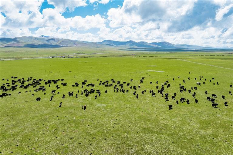      ཉེ་ཆར། མཚོ་སྔོན་ཞིང་ཆེན་ཡུལ་ཤུལ་ཀྲོའུ་འབྲི་སྟོད་རྫོང་གྲོང་ཉེ་འགྲམ་གྱི་རང་བྱུང་རྩྭ་ཐང་གི་འབྲོག་རར་འབྲི་གཡག་ཁྱུ་དང་། ནེའུ་གསིང་། དལ་དུ་རྒྱུ་བའི་ཆུ་ཕྲན། གནམ་སྔོན་སྤྲིན་དཀར་བཅས་གཅིག་ལ་གཅིག་འགྲན་གྱིས་དབྱར་ཁའི་རྩྭ་ཐང་འབྲོག་ར་དེ་མཚར་སྡུག་རི་མོ་ལྟར་སྣང་།