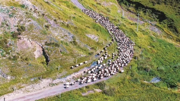ཉེ་བའི་ལོ་ཤས་རིང་། མདོ་ལ་རིང་མོའི་བྱང་འདབས་སུ་གནས་པའི་ཀན་སུའུ་ཞིང་ཆེན་ཀྲང་ཡེ་གྲོང་ཁྱེར་སུའུ་ནན་ཡུས་ཀུའུ་རིགས་རང་སྐྱོང་རྫོང་གིས“སྐྱེ་ཁམས་སྔོན་འཇོག་དང་ལྗང་མདོག་འཕེལ་རྒྱས”ཀྱི་འདུ་ཤེས་མཐའ་འཁྱོངས་བྱས་ཏེ་འབྲོག་པ་རྣམས་དགུན་དུས་དང་དཔྱིད་དུས་སུ“རི་སྟེང་ནས་རི་གཤམ་དུ་རུ་བ་སྤོས་ནས་འབྲོག་གཡར་རྩྭ་གསོ་བྱེད་པར”སྐུལ་ལྕག་ཧུར་ཐག་བྱས་ཡོད། སྟོན་དུས་དང་དགུན་དུས་སུ་རྫོང་དེའི་ནོར་ལུག་མགོ་གྲངས་ཁྲི་20ལྷག་ཙམ་ཞིང་ཁུལ་གྱི་སོག་མ་མང་བའི་ཞིང་རར་རུ་བ་སྤོས་ནས་ལོ་ཕྱེད་ལ་ཉེ་བའི་རིང་ས་ཆ་གཞན་དུ་འབྲོག་ར་གཡར་བས། རྩྭ་ཐང་སོར་ཆུད་དང་། འབྲོག་ལས་འཕེལ་རྒྱས། ཞིང་པར་འབབ་འཕར། གཉིས་ཁེ་གཉིས་ཕན་བཅས་མངོན་འགྱུར་བྱུང་ཞིང་། འདི་ནི་ཀན་སུའུ་ཞིང་ཆེན་ཀྲང་ཡེ་གྲོང་ཁྱེར་སུའུ་ནན་ཡུས་ཀུའུ་རིགས་རང་སྐྱོང་རྫོང་རྟ་རྨིག་བོད་རིགས་ཤང་གི་འབྲོག་པས་ལུག་ཁྱུ་དེད་དེ“རི་སྟེང་ནས་རི་གཤམ་དུ་རུ་བ་སྤོས་ནས་འབྲོག་གཡར་རྩྭ་གསོ་བྱེད་པའི”ལམ་དུ་སྐྱོད་བཞིན་པ།