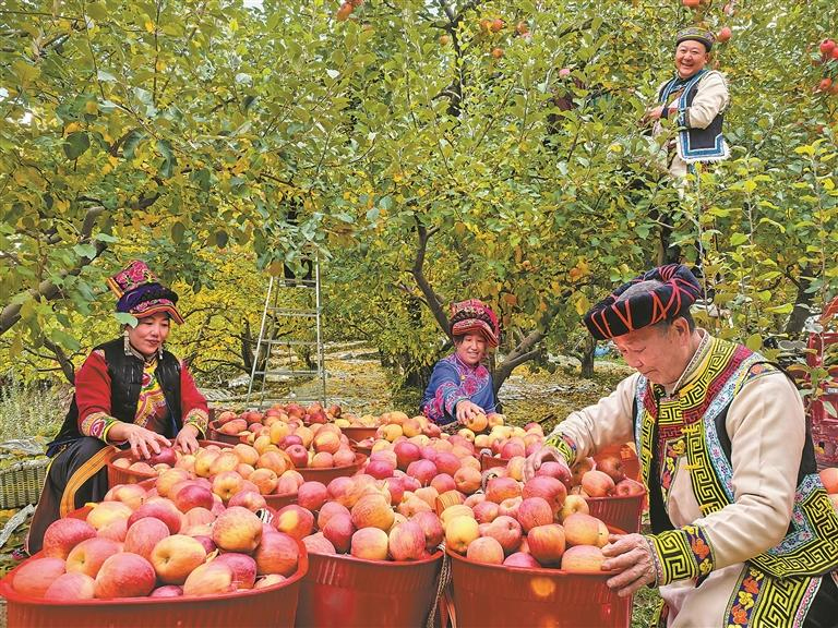 འདི་ནི་ཨན་ཤང་གྲོང་ཚོའི་ཤིང་འབྲས་འདེབས་མཁན་ཞིང་པས་ཀུ་ཤུ་བསྡུ་བཞིན་པ།