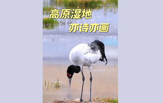 ༄༅།།མཐོ་སྒང་གི་འདམ་ར་མཛེས་ཤིང་ལྟ་ན་སྡུག 