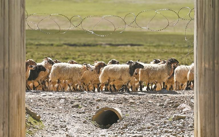 འདི་ནི་བོད་ལྗོངས་ནག་ཆུ་གྲོང་ཁྱེར་གསེར་རྙེད་ཆུས་ཁོངས་ཀྱི་མཚོ་བོད་ལྕགས་ལམ་གྱི་ཟམ་སྦུག་འགྲམ་གྱི་ལུག་ཁྱུ་ཡིན་པ།